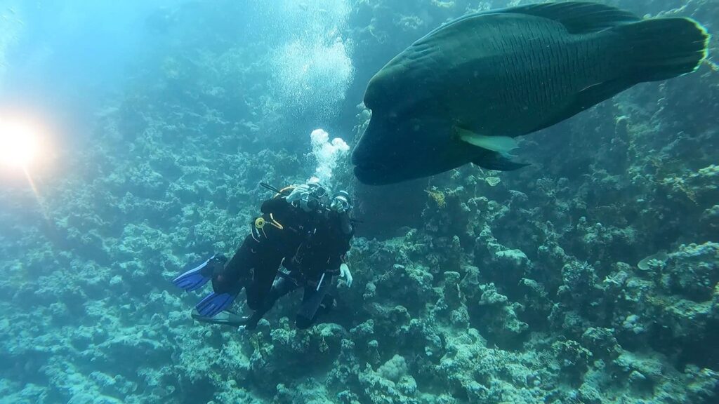 egipt hurghada wycieczka nurkowanie aqua aga​